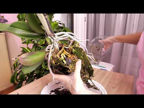 Видео: КАПЕЦ. Как я это СДЕЛАЛА сама НЕ ЗНАЮ. Напряжение зашкаливало!