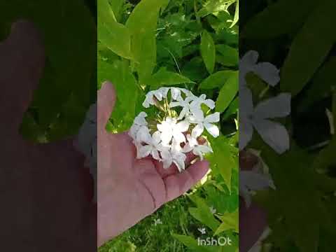 Видео: 28 июля 2025 клематисы