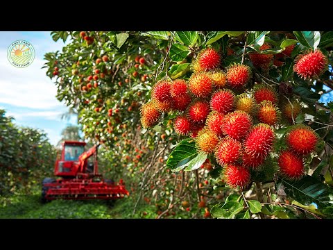 Видео: Как удивительные тайские фермеры собирают рамбутан таким образом — Уличная еда в Таиланде