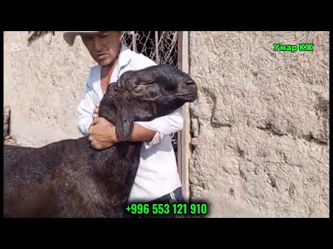 Видео: ОО ЗОР НЕРСЕ ЧЫГЫП КАЛДЫ ДОСТОР🔥🙋🏻‍♂️🔥🇰🇬✅