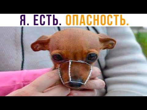 Видео: ОПАСНЫЙ МИКРОЧЕЛИК))) Приколы | Мемозг 824