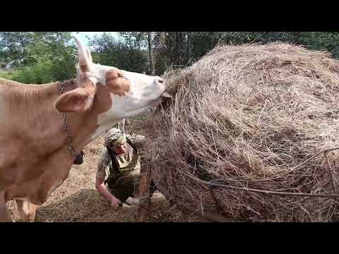 Видео: Продали тёлочек. Немного о том о сём 