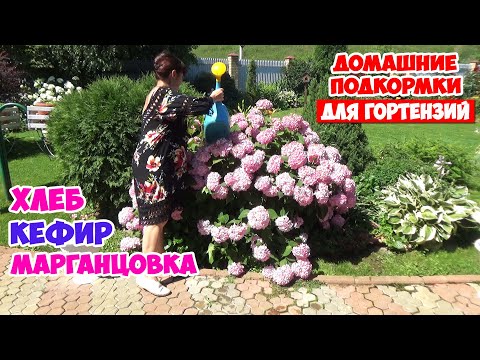 Видео: 3 лучшие домашние подкормки для ГОРТЕНЗИЙ! Вы сделаете их сразу после просмотра!