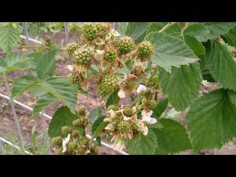 Видео: Ежевика 20 сортов,что прижилось что нет,какие сорта наливают ягоду.