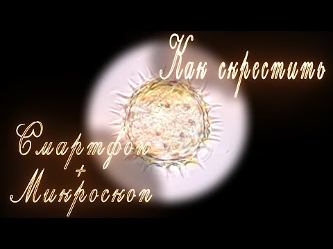 Видео: Настоящий микроскоп + Смартфон адаптер и примеры микрофото, микровидео.