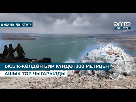 Видео: ЫСЫК-КӨЛДӨН БИР КҮНДӨ 1200 МЕТРДЕН АШЫК ТОР ЧЫГАРЫЛДЫ