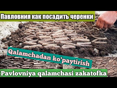 Видео: Павловния как посадить черенки/ Qalamchalar qanday ekiladi ..