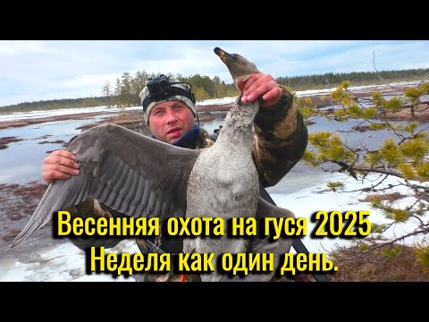 Видео: Весенняя охота на гуся 2025. Жизнь в тайге. Нашли ещё одного гуся. Неделя как один день.