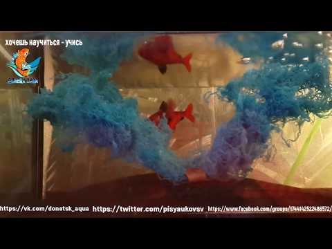 Видео: аквариумная рыбка минор