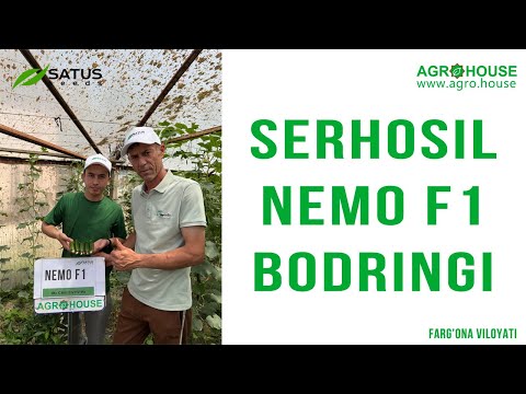 Видео: Serhosil NEMO F1 bodringi #bodring #бодринг #issiqxona #dehqonchilik