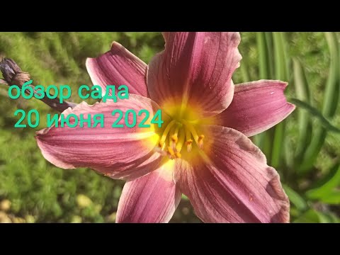 Видео: Мой сад 20 июня 2024, всё цветёт и благоухает 🌸🌸🌸делюсь планами и переделками #цветыдлядуши #цветы
