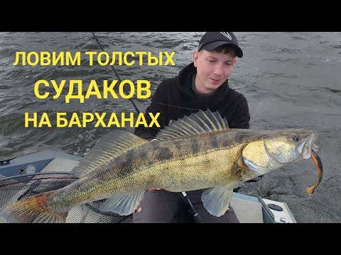 Видео: Судаки летом с барханов.