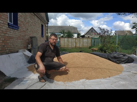 Видео: Привезли пшенички.