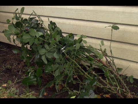 Видео: Укрытие роз на зиму