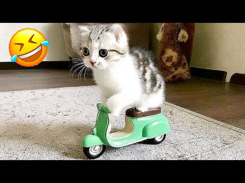 Видео: Засмеялся — проиграл 😅 Лучшие смешные видео с кошками и собаками 😹🐶 Часть 4