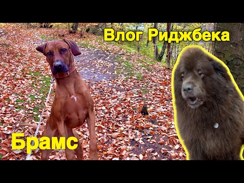 Видео: Воскресный и мокрый🍁🌧️ влог с Брамсом / отвечаю на комментарий 
