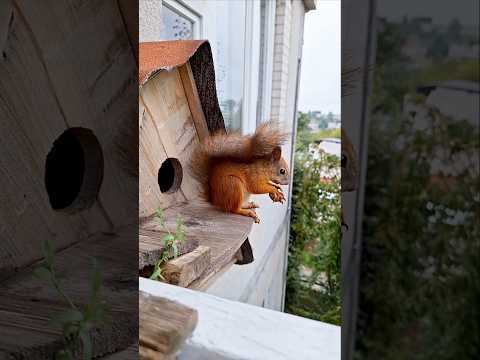 Видео: 4 этаж🌱домик для белки #squirrel