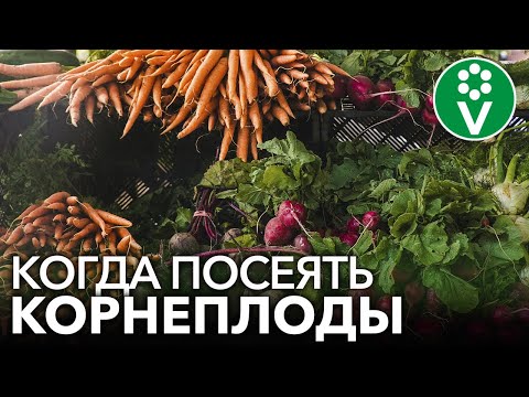 Видео: УЗНАЙТЕ ТОЧНЫЕ СРОКИ ПОСЕВА КОРНЕПЛОДОВ! Когда посеять морковь, свеклу, редис?