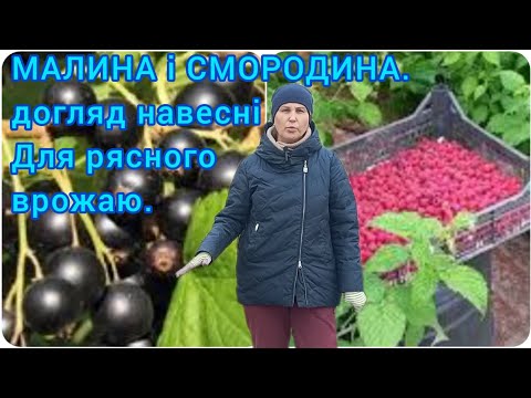 Видео: МАЛИНА і СМОРОДИНА🫐Рясний Врожай Гарантовано#доглядзамалиною#формуваннямалини#доглядзасмородиною#сад