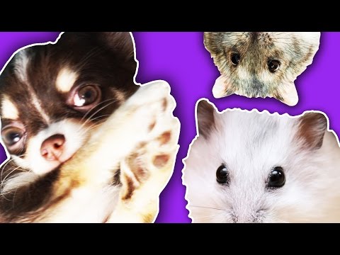 Видео: ЧТО ЕСЛИ ЩЕНОК увидит хомяков? Первая реакция, хомяки выросли, щенок первый раз видит хомяка