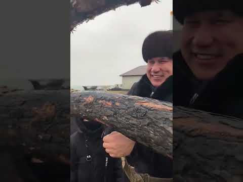 Видео: Жабағы үйрету. Қарағанды қаласы