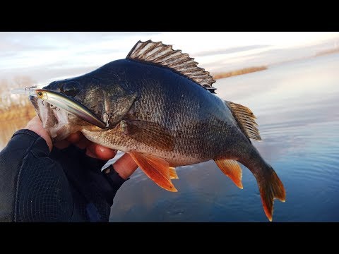 Видео: Крупный ОКУНЬ ЛУПИТ на каждом забросе!!!
