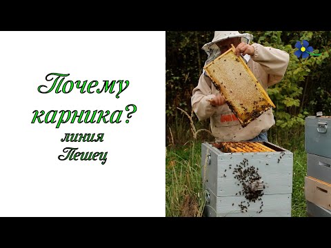 Видео: Почему карника? Линия Пешец