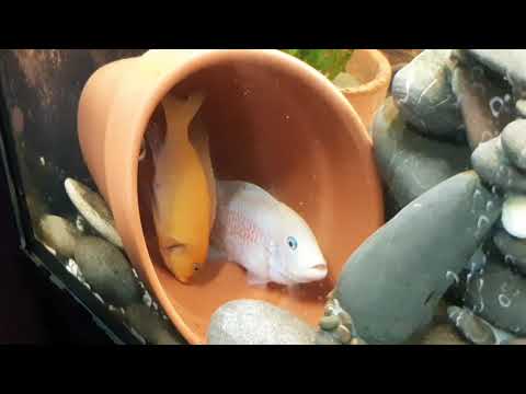 Видео: цихлида КРАСНАЯ ЗЕБРА. нерест! смотреть всем!