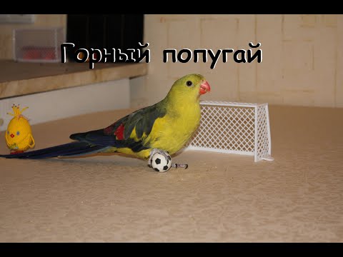 Видео: Роскошный горный попугай. Лучший попугай!