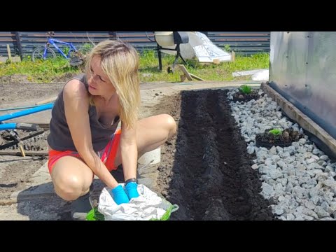 Видео: Высаживаю цветы во дворе, работа в теплице, хай тек грядки ☺️
