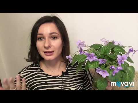 Видео: Как формировать трейлерную фиалку. Мои трейлеры. African violets