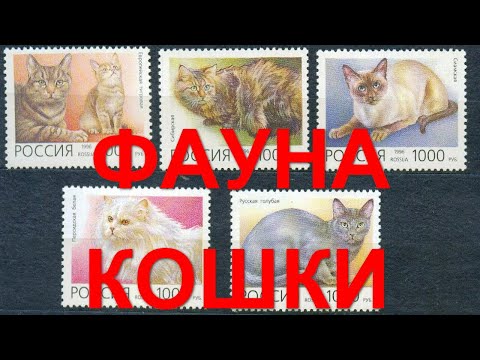 Видео: Марки. Фауна. Кошки