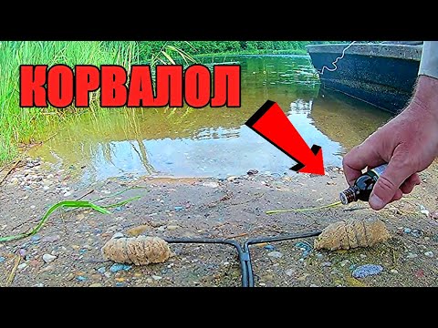 Видео: РЕАКЦИЯ РЫБЫ на запах КОРВАЛОЛА. Подводная съёмка.