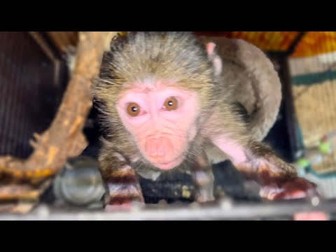 Видео: Люся отличается УМОМ и СООБРАЗИТЕЛЬНОСТЬЮ! Ай бравушки как работают уже наши РУЧКИ и НОЖКИ!