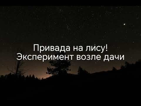 Видео: эксперимент с привадай на лису @Егерь762