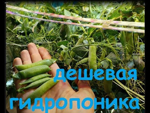 Видео: Гидропоника суперпросто. Легко намешать раствор из моносолей. HOWTO HPG для чайников.