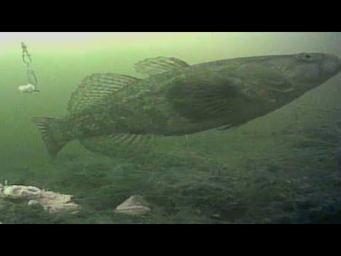Видео: ЭКСПЕДИЦИЯ ЗА ТРОФЕЙНЫМ РОТАНОМ. ЗРЕЛИЩНЫЕ ПОКЛЁВКИ!