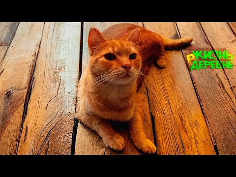 Видео: Гарика хотят отравить 🐱 Утеплил петушиный домик