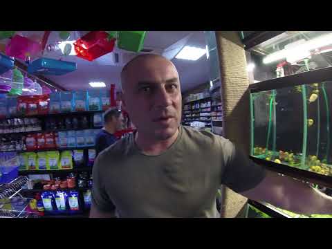 Видео: Великое путешествие 6. Супер зоомагазин в Минеральных водах