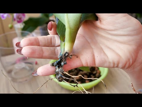 Видео: Продолжаю СПАСАТЬ орхидею. ВСЁ ПЛОХО... Чем воспользоваться для обработки?