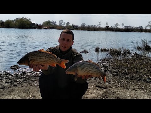 Видео: Ловим карпа на реке Днестр на фидер с одним крючком  в запрет )