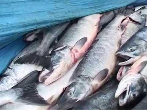 Видео: Заповедный Сахалин. Заказник Тундровый.