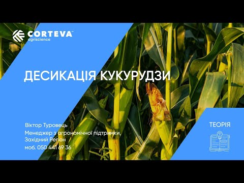 Видео: Агропоради від Corteva. Серія 16. Теорія. Десикація кукурудзи