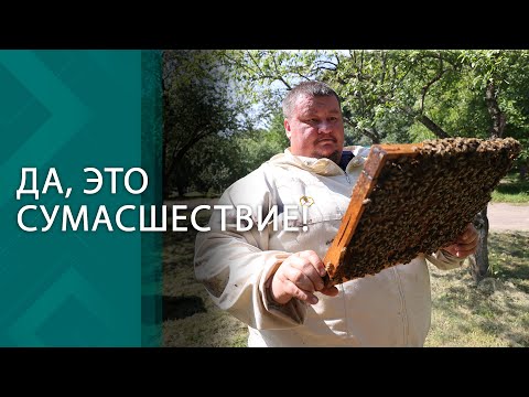 Видео: Гладит пчёл и собирает тонны мёда! У этого пасечника даже дом в виде соты! // Как нужно любить пчёл?