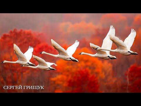 Видео: Сборник ЛУЧШИХ Мелодий от которых мурашки по телу! Красивая музыка для души- Осень #Relaxing