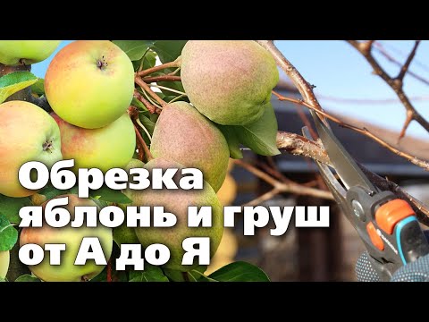 Видео: Удвойте урожай яблонь и груш.  Начните с правильной обрезки весной