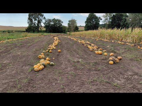 Видео: Валкування гарбузів 🎃2025 трактор ДТЗ#farming 