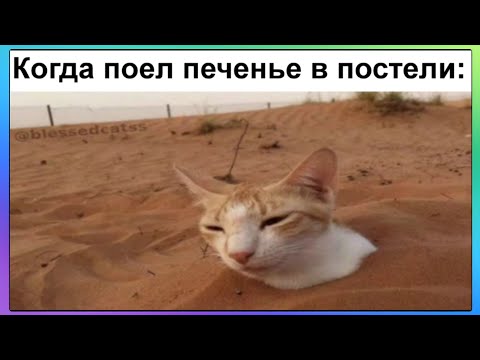Видео: Тик-ток съел печеньку | Подборка мемов