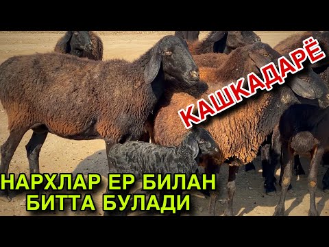 Видео: КУЗИЛАШНИ БОШЛАДИ! НАРХЛАР ЕР БИЛАН БИТТА БУЛМОКДА! 