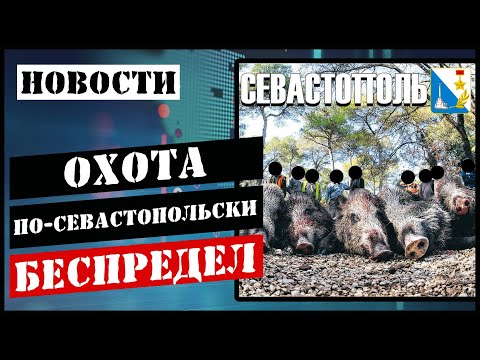Видео: Отстреляли 9 оленей 300 кабанов и никто не наказан/Куда дели 15 тонн мяса?